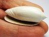 GASTEROPODE : Oliva reticularis - Pléistocène - Floride
