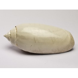 GASTEROPODE : Oliva reticularis - Pléistocène - Floride