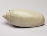 GASTEROPODE : Oliva reticularis - Pléistocène - Floride
