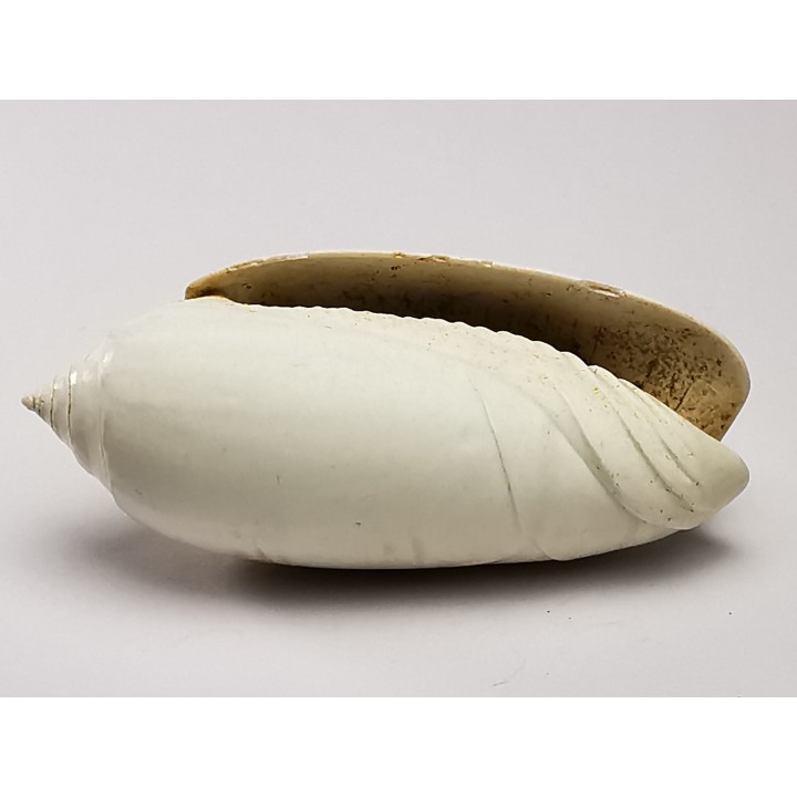 GASTROPOD: Oliva reticularis - Pleistocene - Florida, USA