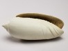GASTROPOD: Oliva reticularis - Pleistocene - Florida, USA