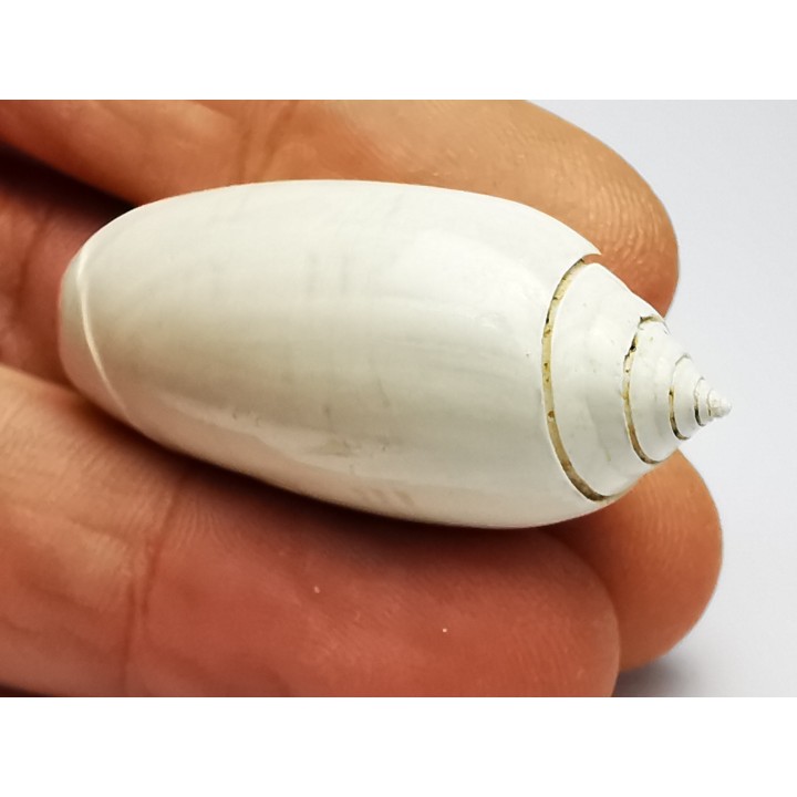 GASTROPOD: Oliva reticularis - Pleistocene - Florida, USA