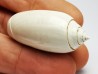 GASTROPOD: Oliva reticularis - Pleistocene - Florida, USA