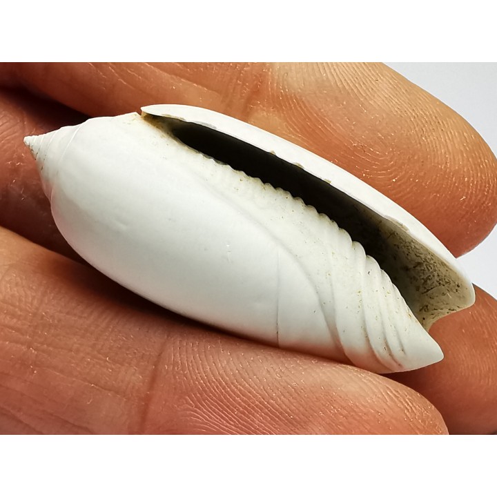 GASTROPOD: Oliva reticularis - Pleistocene - Florida, USA