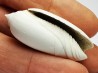 GASTEROPODE : Oliva reticularis - Pléistocène - Floride