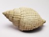 GASTROPOD: Cancellaria conradiana - Pleistocene - Florida, USA
