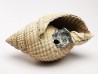 GASTEROPODE : Cancellaria conradiana - Pléistocène - Floride