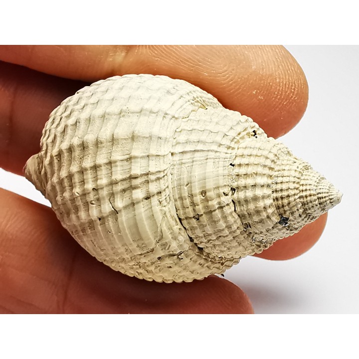 GASTROPOD: Cancellaria conradiana - Pleistocene - Florida, USA