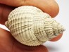 GASTROPOD: Cancellaria conradiana - Pleistocene - Florida, USA