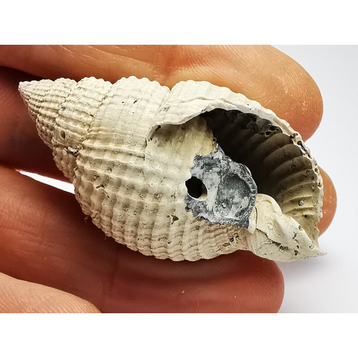 GASTROPOD: Cancellaria conradiana - Pleistocene - Florida, USA
