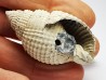 GASTROPOD: Cancellaria conradiana - Pleistocene - Florida, USA
