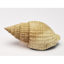 GASTROPOD: Cancellaria conradiana - Pleistocene - Florida, USA