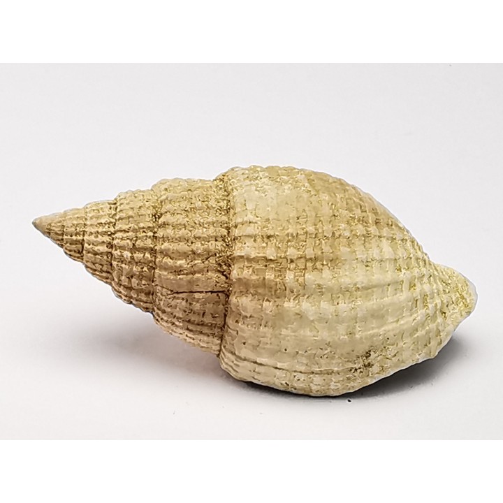 GASTROPOD: Cancellaria conradiana - Pleistocene - Florida, USA