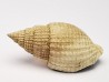 GASTEROPODE : Cancellaria conradiana - Pléistocène - Floride