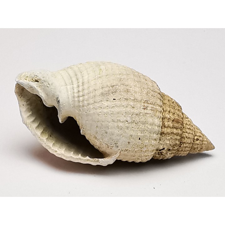 GASTROPOD: Cancellaria conradiana - Pleistocene - Florida, USA