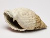 GASTEROPODE : Cancellaria conradiana - Pléistocène - Floride
