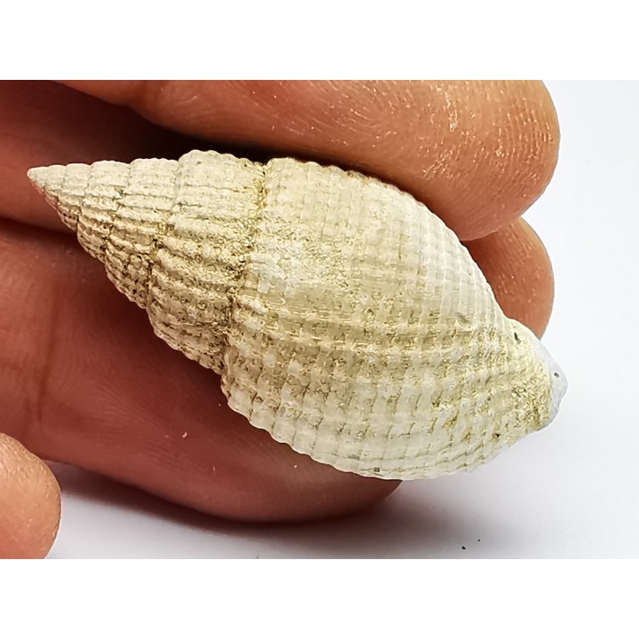 GASTEROPODE : Cancellaria conradiana - Pléistocène - Floride