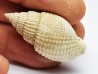 GASTEROPODE : Cancellaria conradiana - Pléistocène - Floride