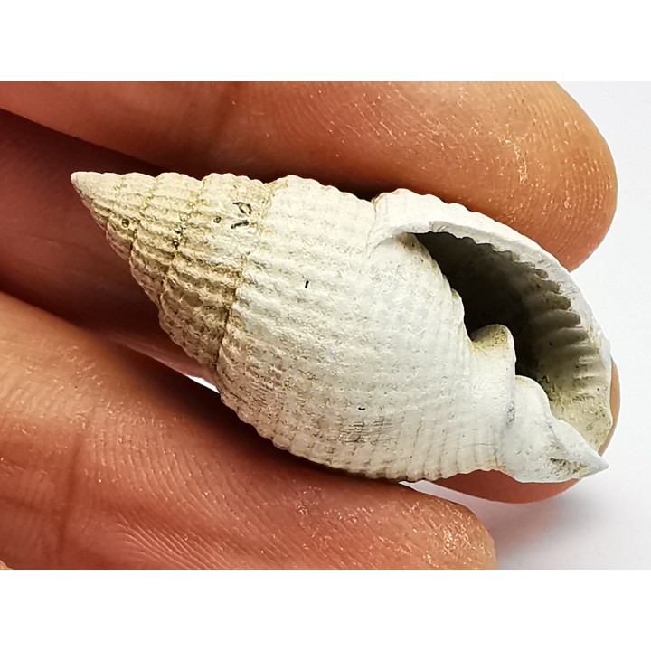 GASTEROPODE : Cancellaria conradiana - Pléistocène - Floride