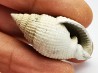 GASTEROPODE : Cancellaria conradiana - Pléistocène - Floride