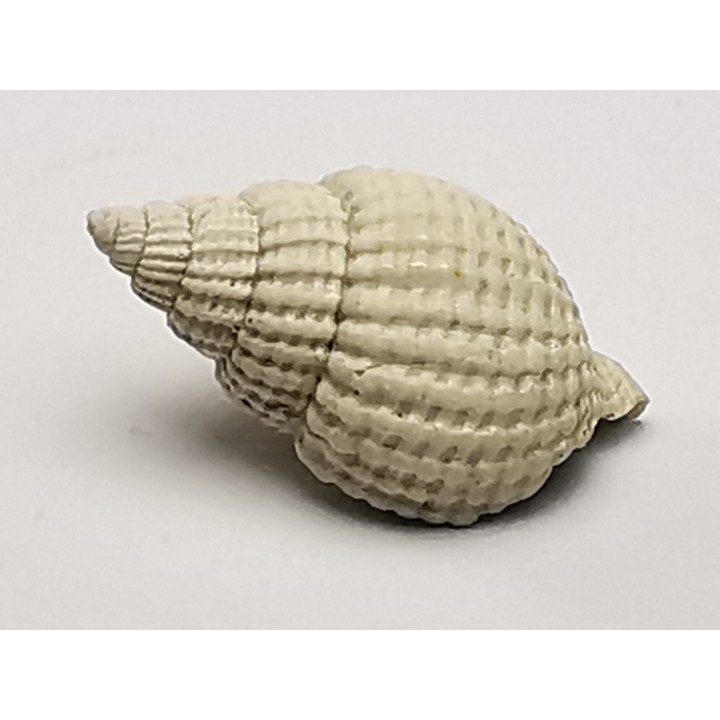 GASTROPOD: Cancellaria conradiana - Pleistocene - Florida, USA