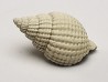 GASTROPOD: Cancellaria conradiana - Pleistocene - Florida, USA