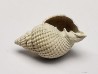 GASTEROPODE : Cancellaria conradiana - Pléistocène - Floride