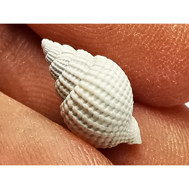 GASTEROPODE : Cancellaria conradiana - Pléistocène - Floride