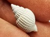 GASTEROPODE : Cancellaria conradiana - Pléistocène - Floride