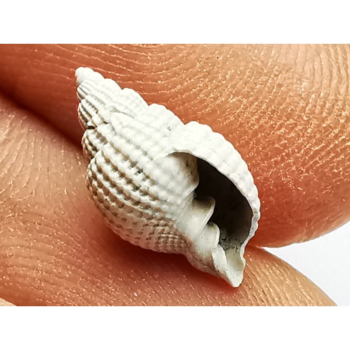 GASTROPOD: Cancellaria conradiana - Pleistocene - Florida, USA