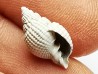 GASTEROPODE : Cancellaria conradiana - Pléistocène - Floride