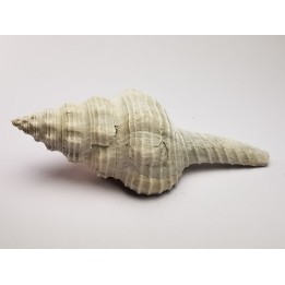 GASTROPOD: Fusinus caloosaensis - Pleistocene - Florida, USA