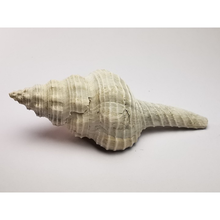 GASTEROPODE : Fusinus caloosaensis - Pléistocène - Floride