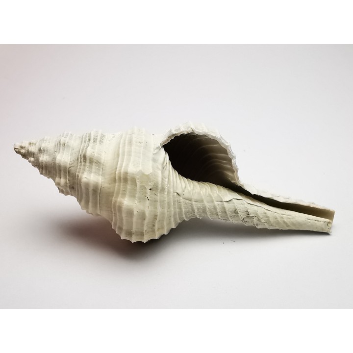 GASTROPOD: Fusinus caloosaensis - Pleistocene - Florida, USA
