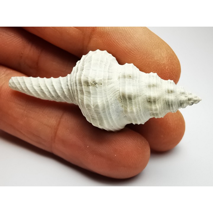 GASTEROPODE : Fusinus caloosaensis - Pléistocène - Floride