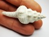 GASTROPOD: Fusinus caloosaensis - Pleistocene - Florida, USA