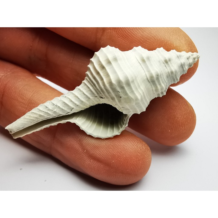 GASTEROPODE : Fusinus caloosaensis - Pléistocène - Floride