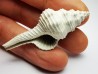 GASTEROPODE : Fusinus caloosaensis - Pléistocène - Floride