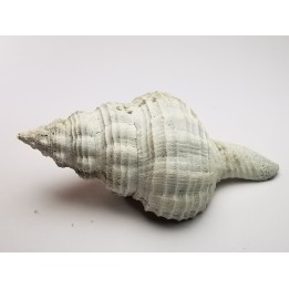 GASTROPOD: Fusinus caloosaensis - Pleistocene - Florida, USA
