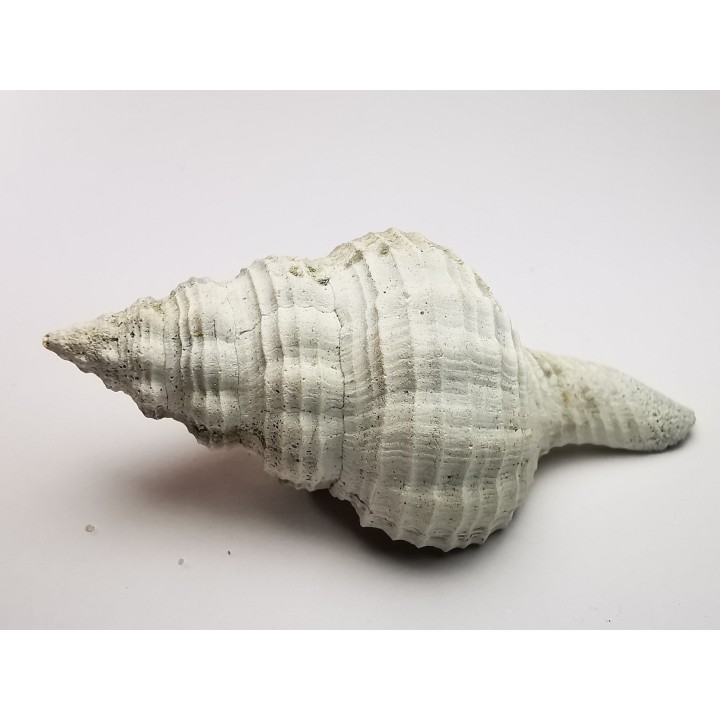 GASTROPOD: Fusinus caloosaensis - Pleistocene - Florida, USA