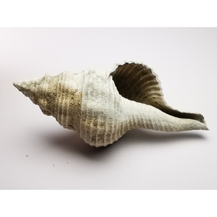 GASTROPOD: Fusinus caloosaensis - Pleistocene - Florida, USA