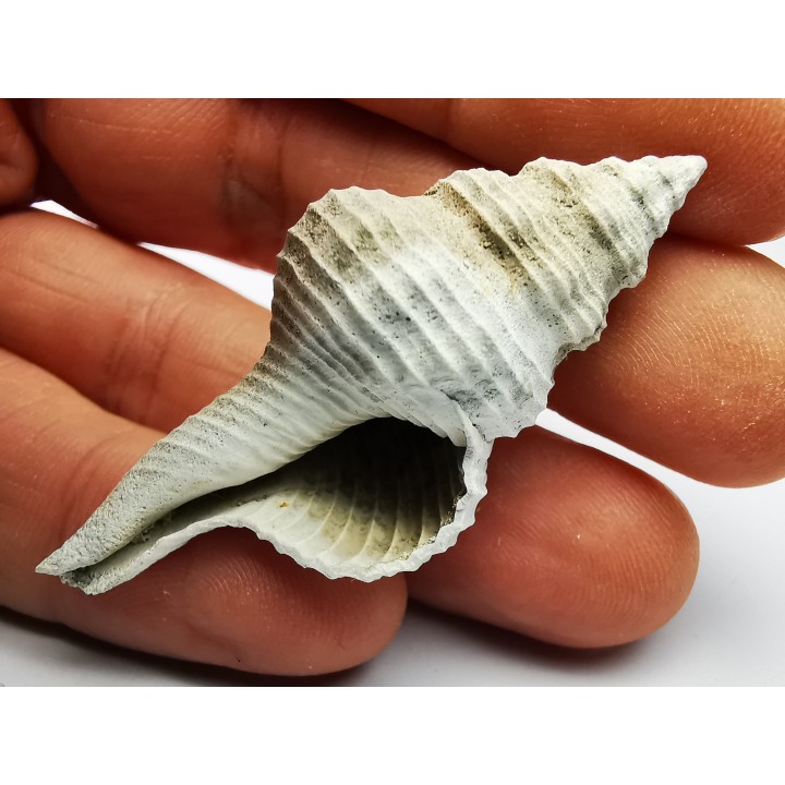 GASTEROPODE : Fusinus caloosaensis - Pléistocène - Floride