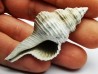 GASTROPOD: Fusinus caloosaensis - Pleistocene - Florida, USA