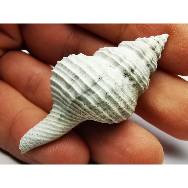 GASTEROPODE : Fusinus caloosaensis - Pléistocène - Floride