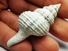 GASTEROPODE : Fusinus caloosaensis - Pléistocène - Floride