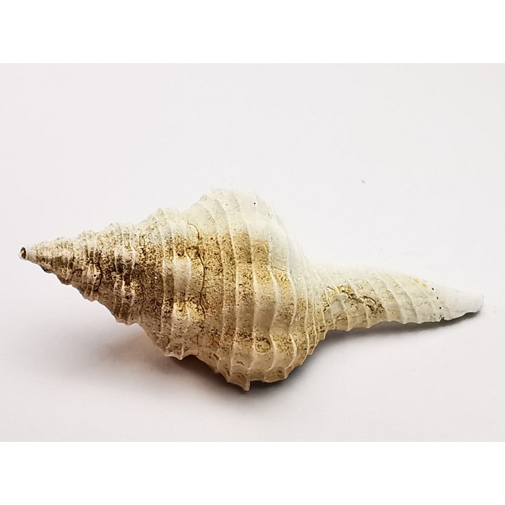 GASTROPOD: Fusinus caloosaensis - Pleistocene - Florida, USA