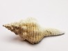 GASTEROPODE : Fusinus caloosaensis - Pléistocène - Floride