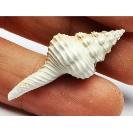 GASTROPOD: Fusinus caloosaensis - Pleistocene - Florida, USA