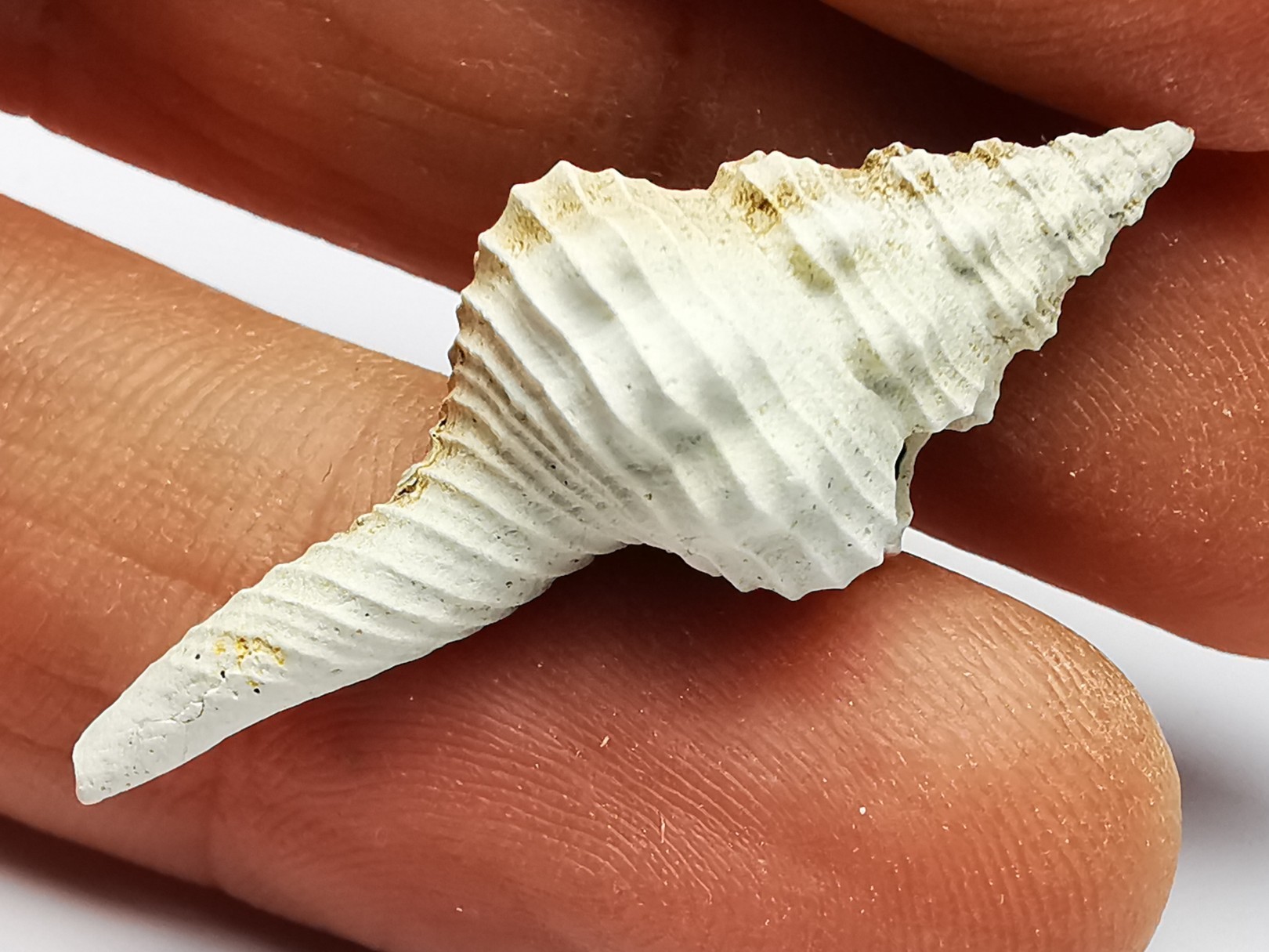 GASTROPOD: Fusinus caloosaensis - Pleistocene - Florida, USA