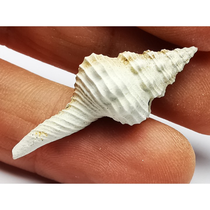 GASTROPOD: Fusinus caloosaensis - Pleistocene - Florida, USA